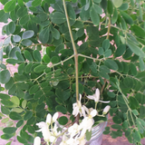 Semillas de moringa - Árbol de crecimiento rápido
