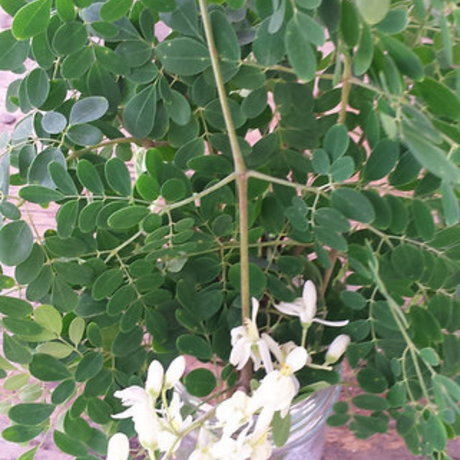 Semillas de moringa - Árbol de crecimiento rápido