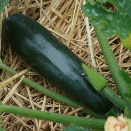 Semillas de calabacín - Ideal para climas cálidos