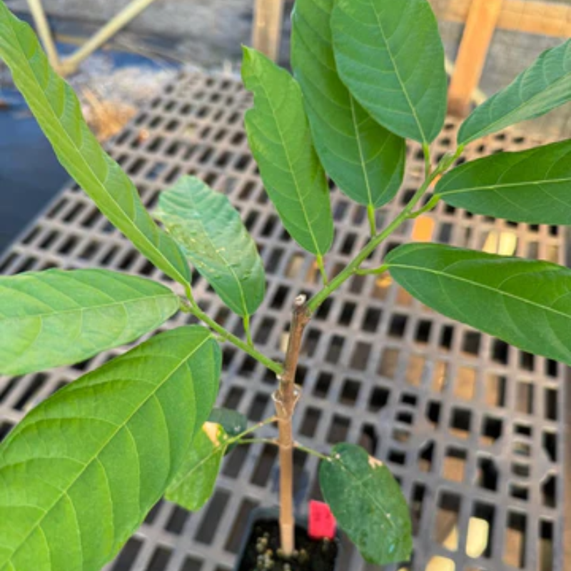 Injerto Cacao