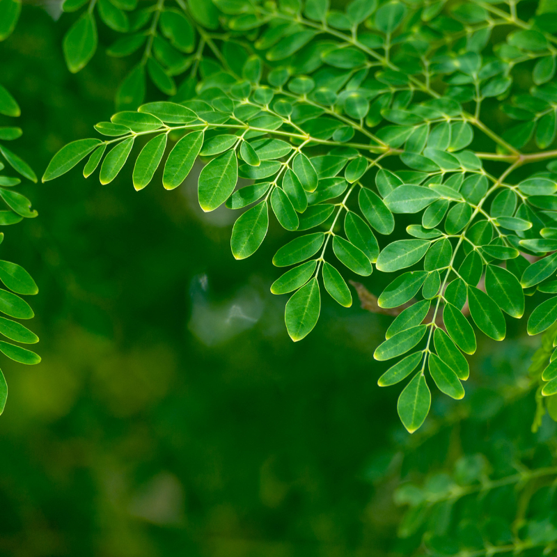 Moringa seeds