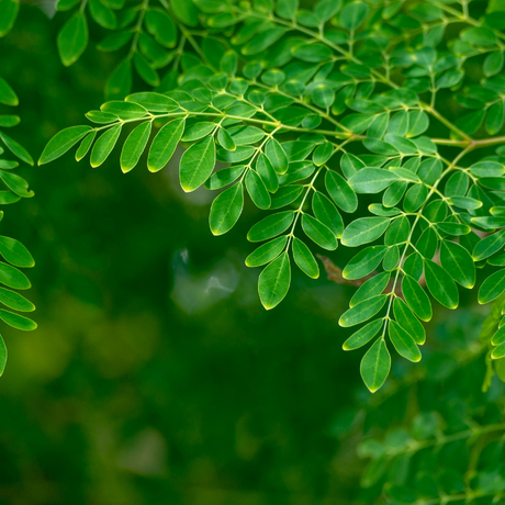 Semillas de Moringa