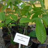 Injerto Rolinea