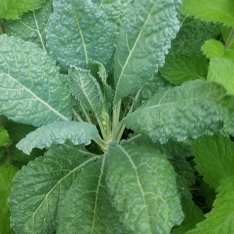 Semillas Kale Lacinato - Variedad heirloom