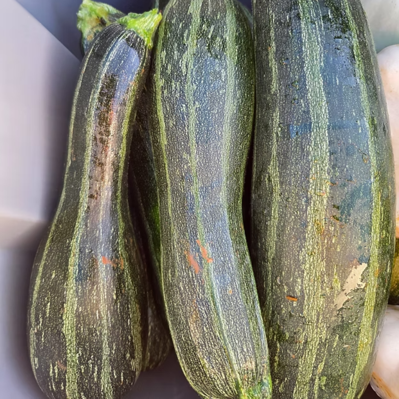 Semillas Calabín "Cocozelle"