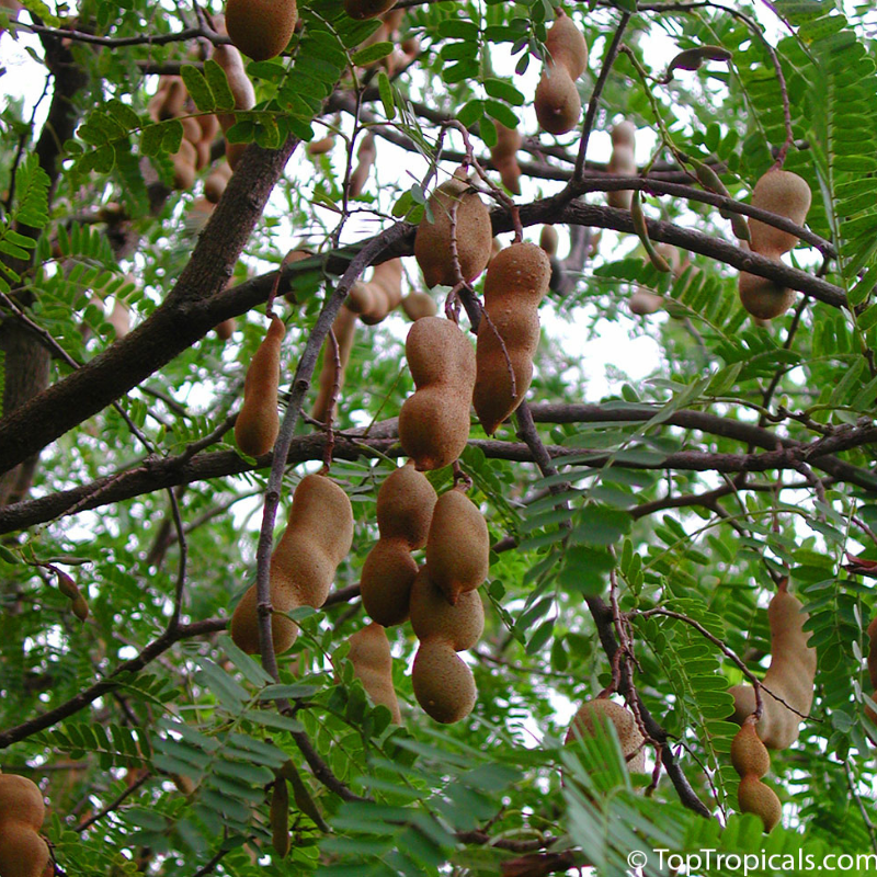 Árbol Tamarindo