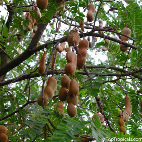 Árbol Tamarindo