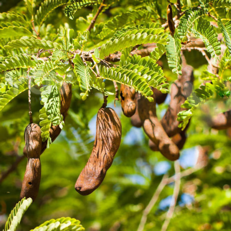Árbol Tamarindo