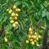 Árbol Jobo