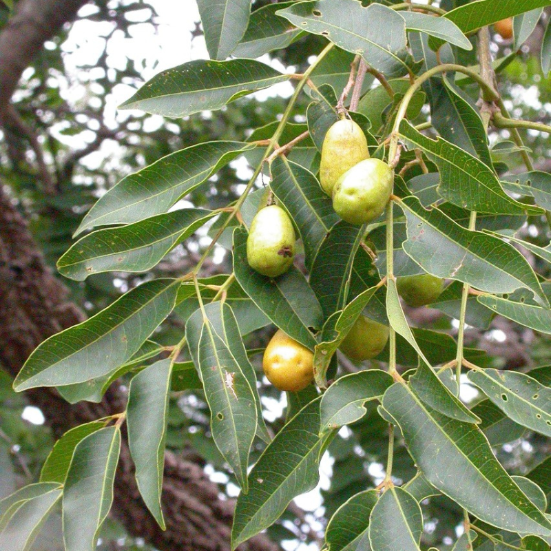 Árbol Jobo