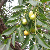 Árbol Jobo