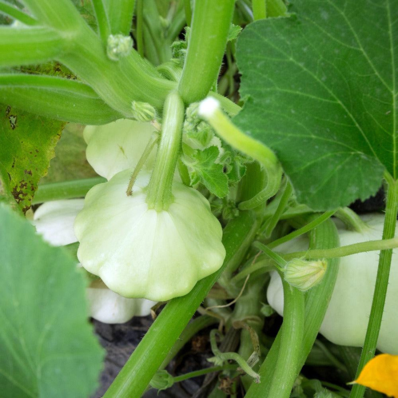 Semillas Calabín "Scallop"