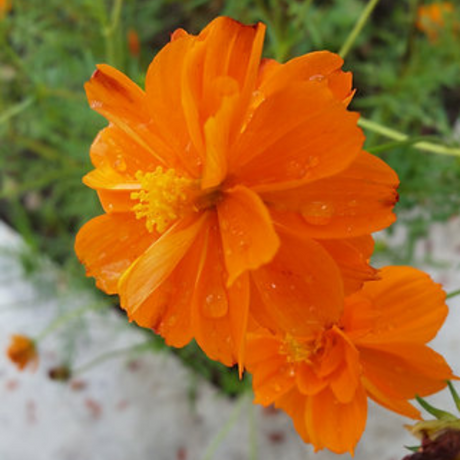 Semillas de cosmos naranja - Atrae polinizadores