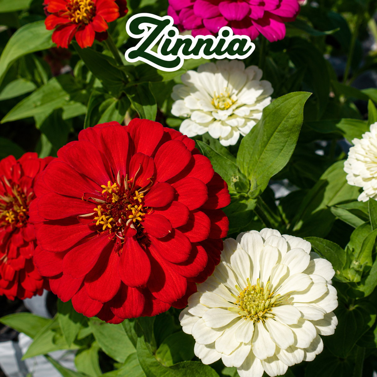 Girasol Velvet, Algodoncillo y Zinnia cultivados en casa