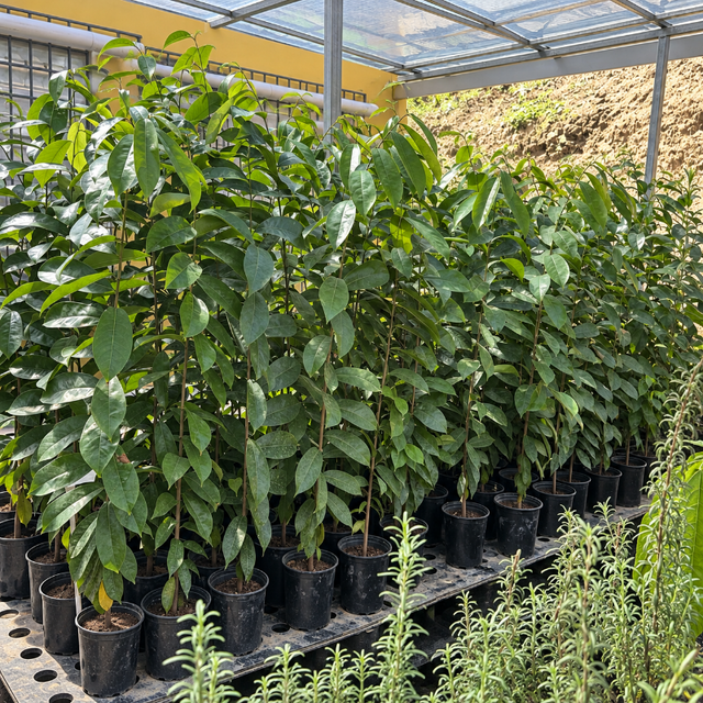 Árbol de guanábana de semilla disponible en Cultivos Borinquen.