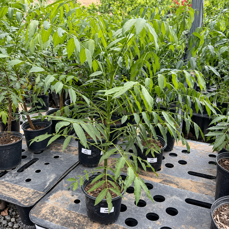 Arbolito de jobo enano cultivado de semilla en Cultivos Borinquen.