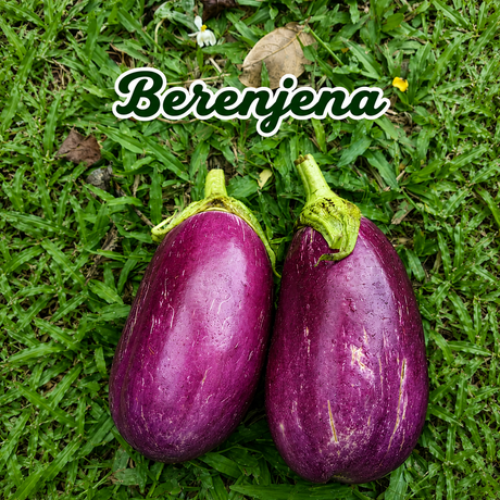 Semillas orgánicas para cultivar vegetales frescos en casa