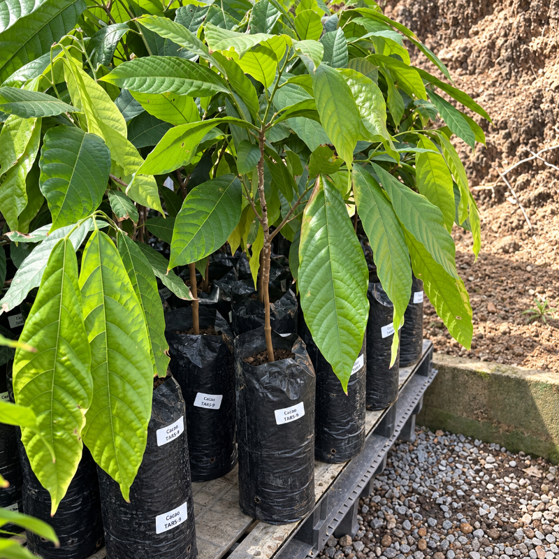 Arbolito de cacao injertado disponible en Cultivos Borinquen.