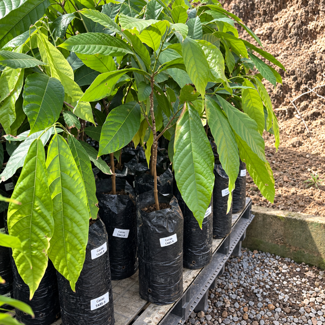 Arbolito de cacao injertado disponible en Cultivos Borinquen.
