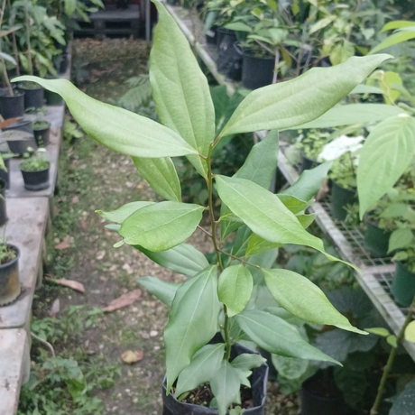 Planta de canela para cultivo tropical