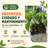 Taller Online de Siembra