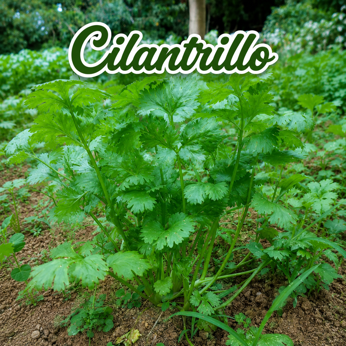 Recao, ají dulce y cilantrillo cultivados en casa