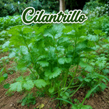 Recao, ají dulce y cilantrillo cultivados en casa