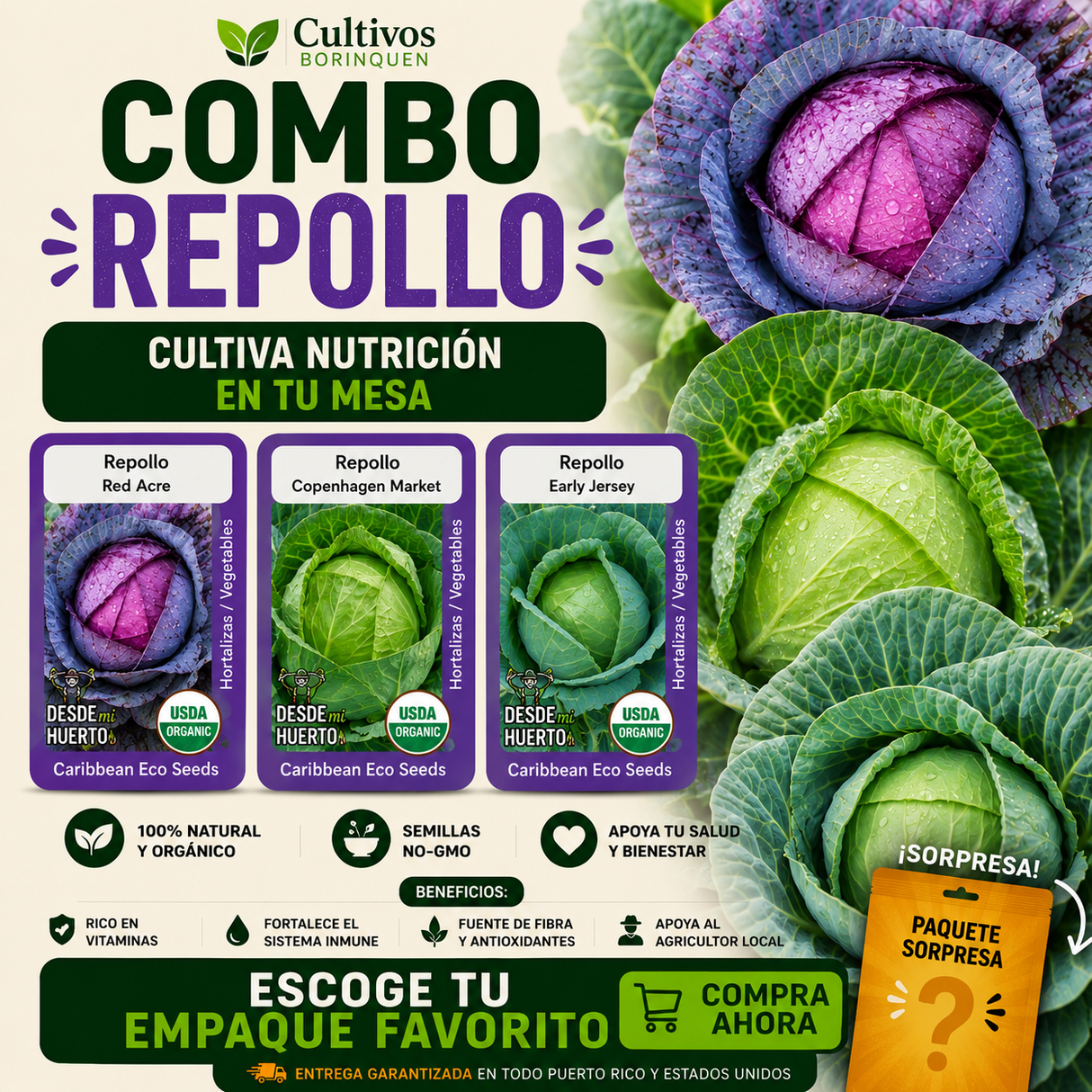 Combo Repollo con semillas de Repollo Red Acre, Copenhagen Market y Early Jersey