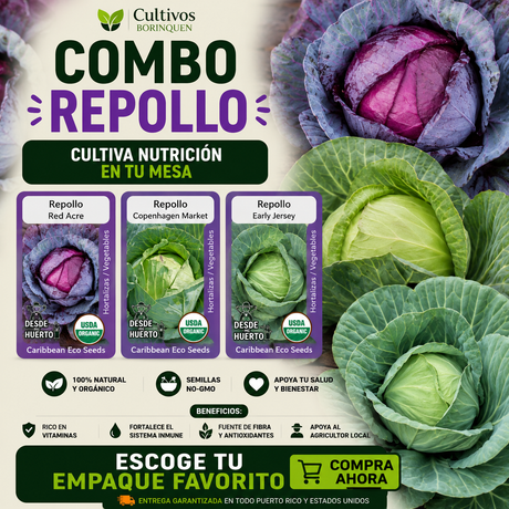Combo Repollo con semillas de Repollo Red Acre, Copenhagen Market y Early Jersey