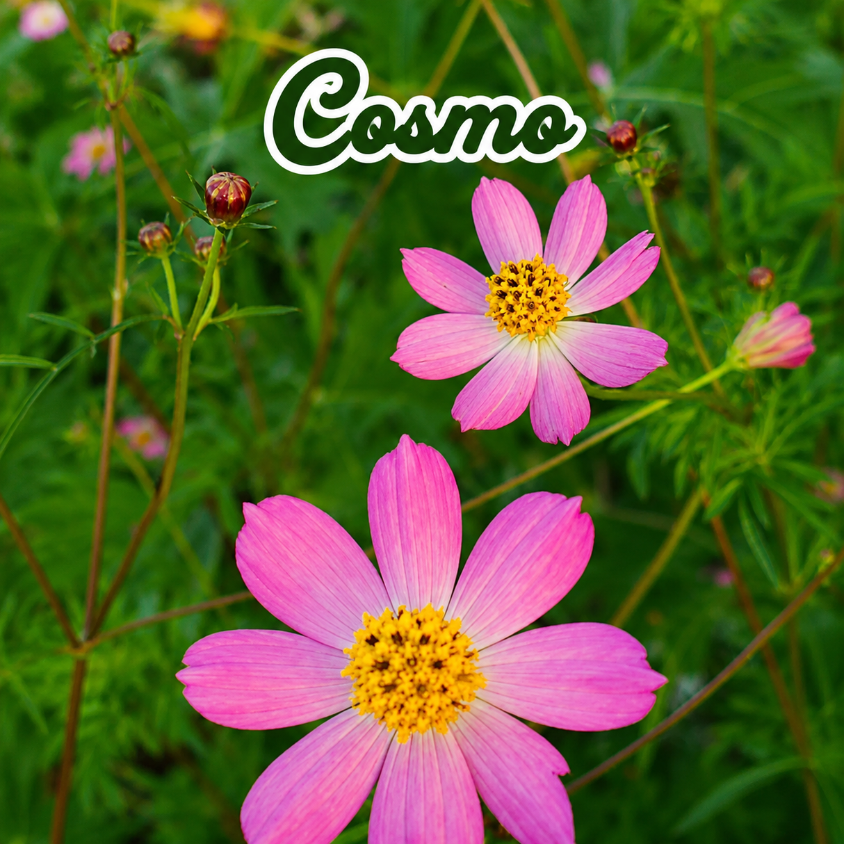 Combo de flores para atraer mariposas y polinizadores