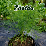 Semillas orgánicas para huerto medicinal y aromático