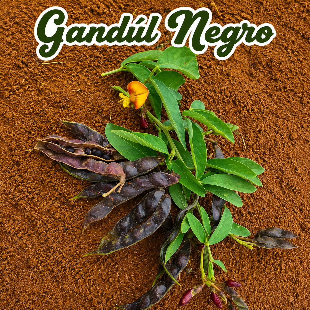 Combo de legumbres para producir alimentos nutritivos en casa