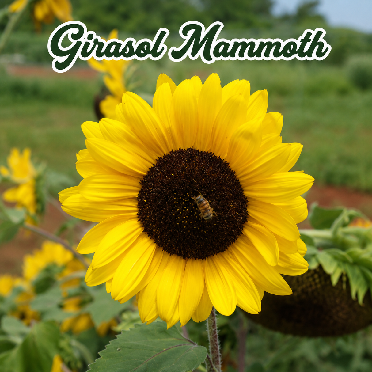 Girasol Mammoth, Cosmos y Clavelillo cultivados en casa