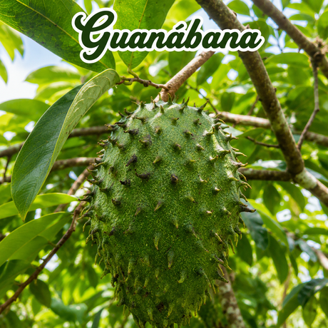 Semillas orgánicas de frutas tropicales para huerto casero
