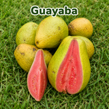 Semillas orgánicas de frutas tropicales para huerto casero