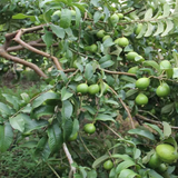 Guayaba