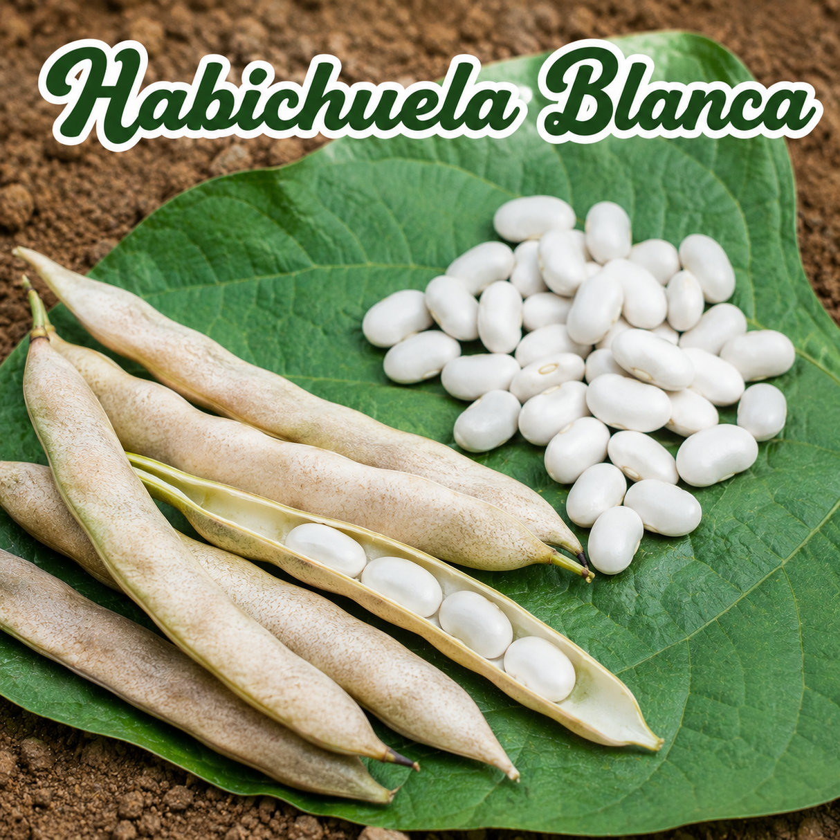 Gandúl enano, gandúl negro y habichuelas blancas para huerto familiar