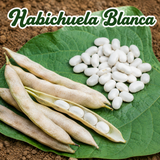 Gandúl enano, gandúl negro y habichuelas blancas para huerto familiar