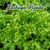 Semillas de lechuga para cultivar ensaladas frescas en casa