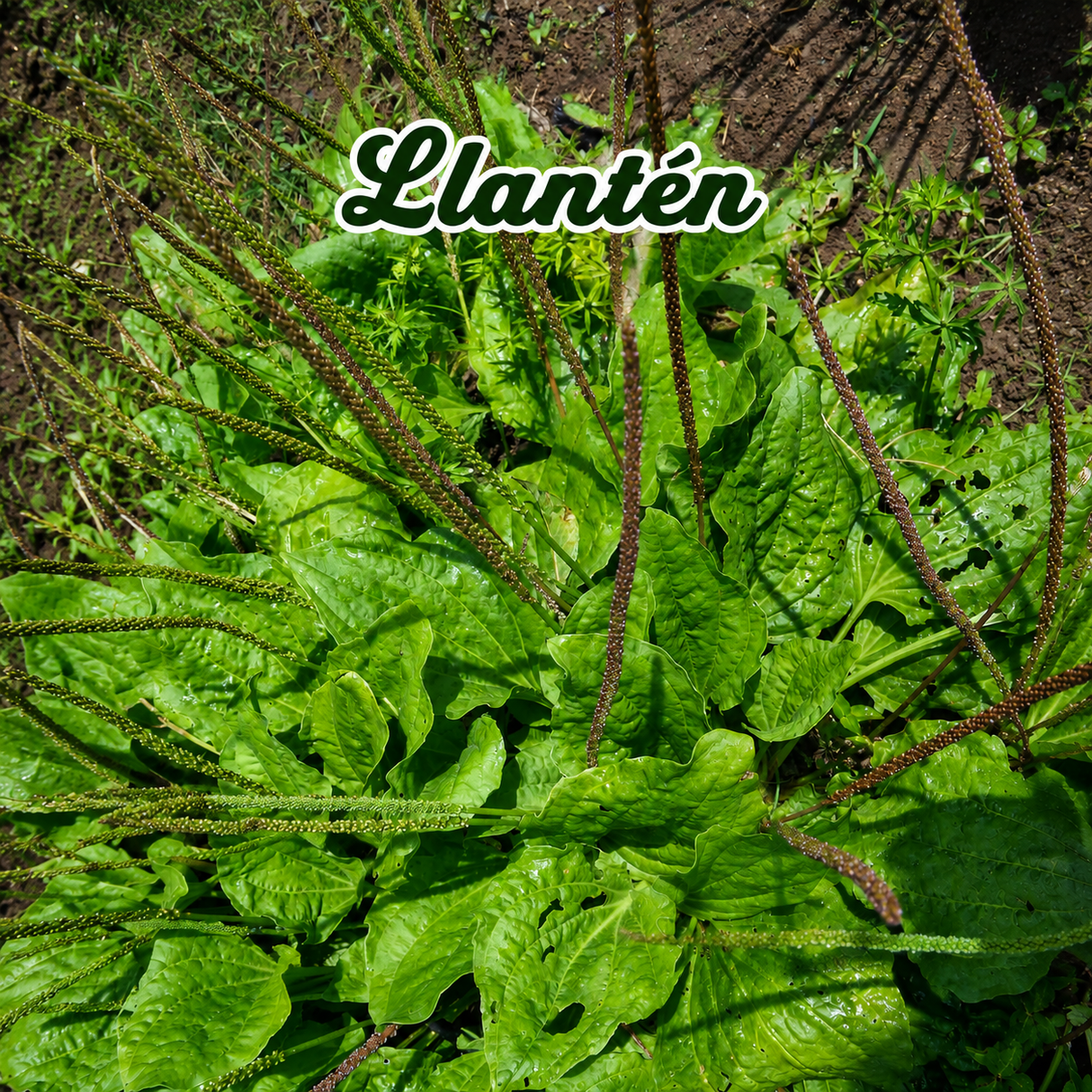 Combo de plantas tradicionales para huerto casero