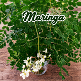 Llantén, moringa y eneldo cultivados en casa
