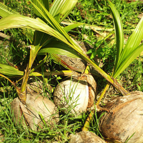 Palma de coco tropical en patio