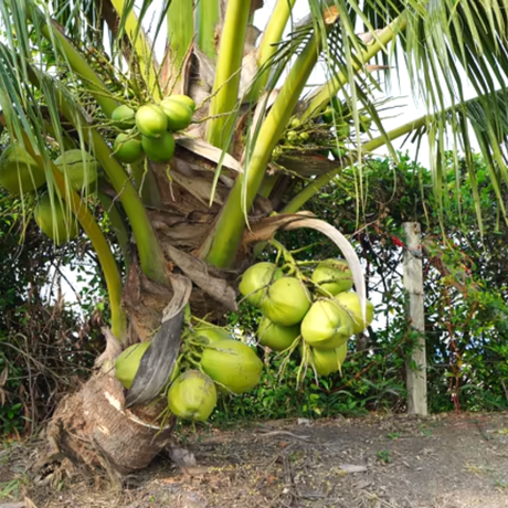 Palma de coco enano joven en tiesto