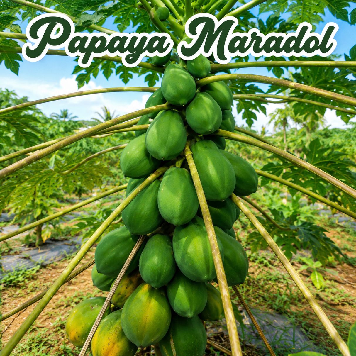 Papaya Maradol, melón Cantaloupe y guayaba para huerto familiar