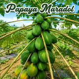 Papaya Maradol, melón Cantaloupe y guayaba para huerto familiar