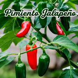 Ají Picante PR, Cayenne y Jalapeño para huerto urbano