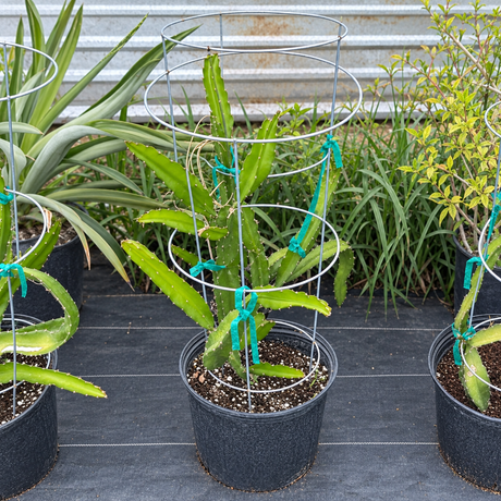 Planta de pitahaya de semilla disponible en Cultivos Borinquen.