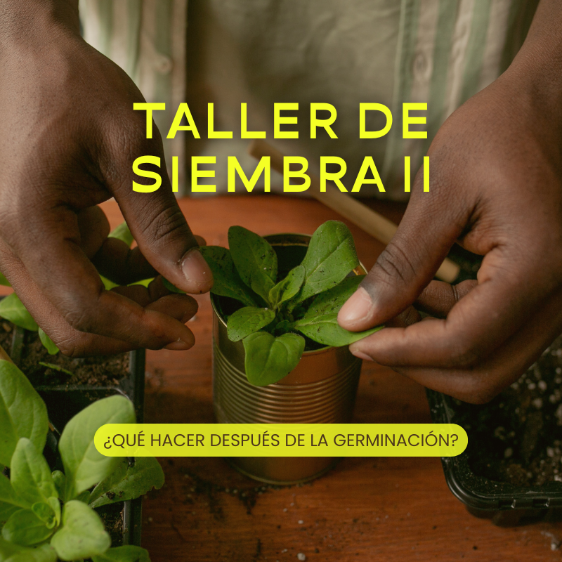 Taller San Juan / Qué hacer después de la germinación