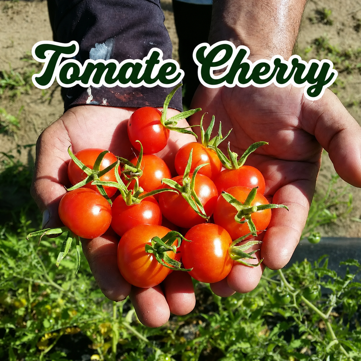 Tomate Nativo PR, Roma y Cherry cultivados en huerto familiar