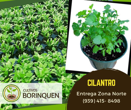 1 Plantas de Cilantro (ph1)